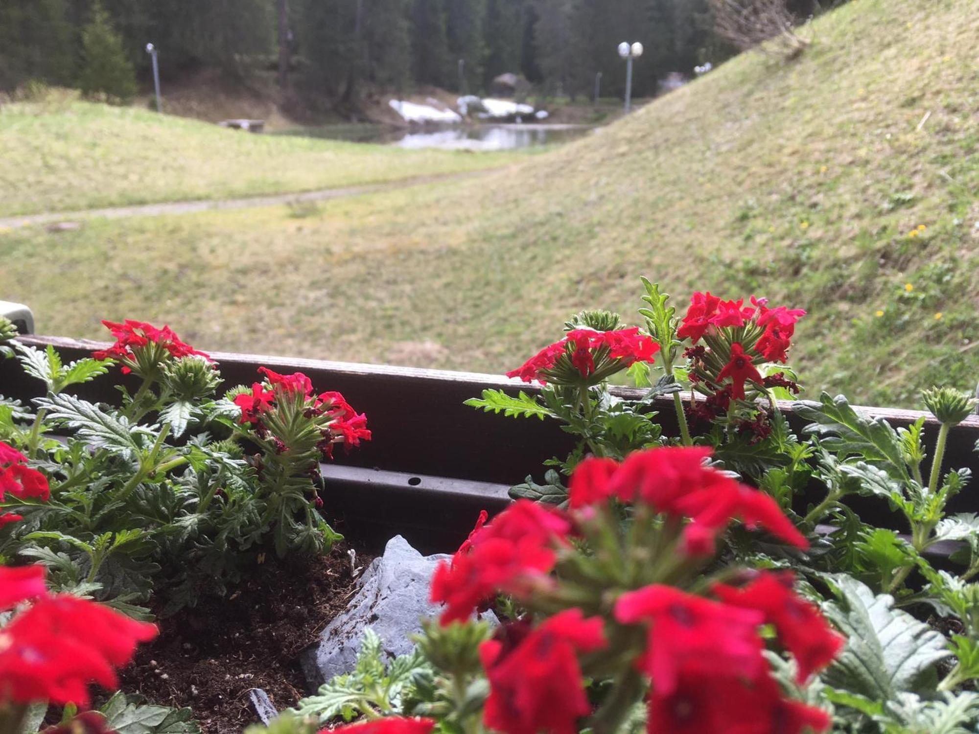 Apartamento Rothornblick Arosa Exterior foto